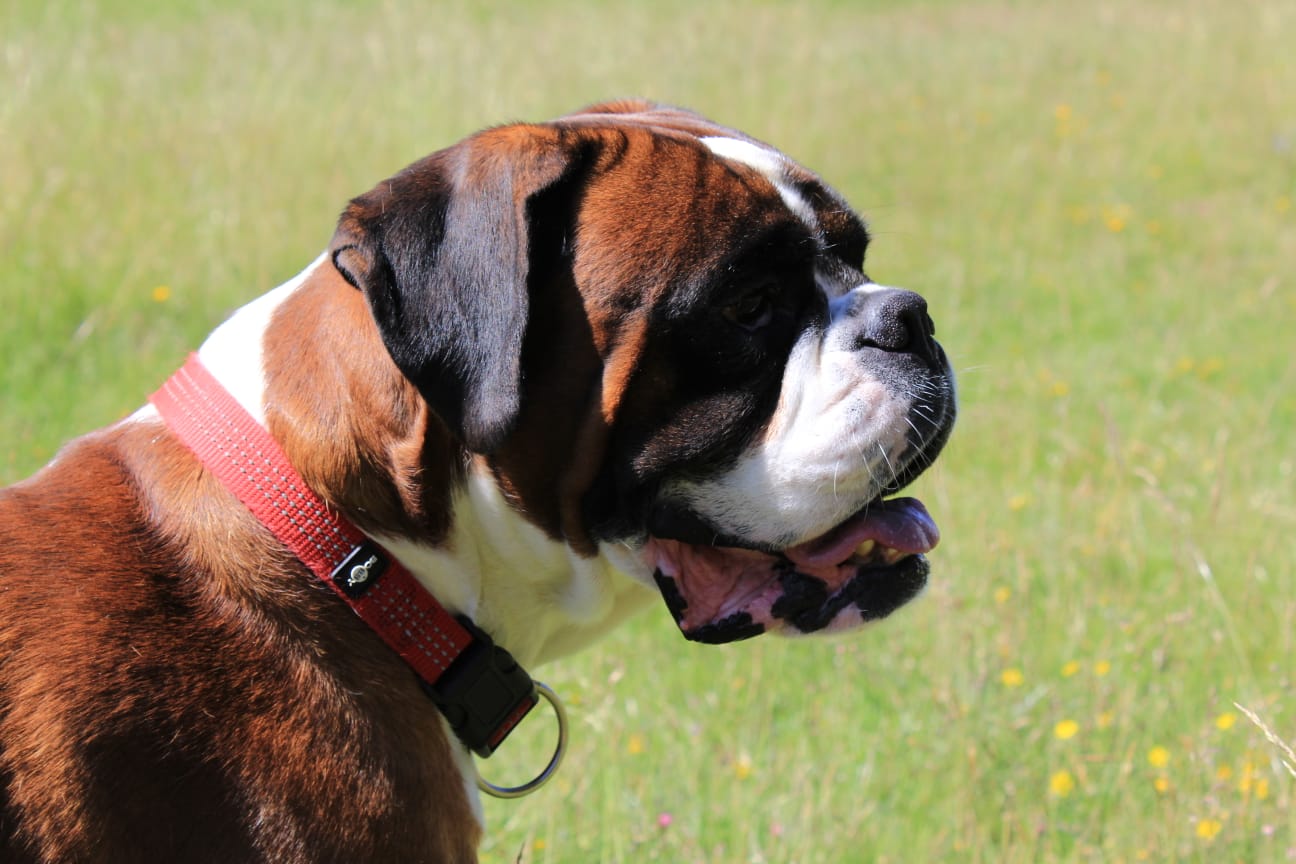 Bianco, il mio boxer